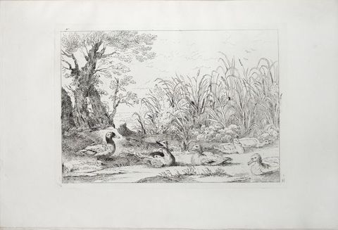 Print. Six ducks lie or stand in a river or on the bank in front of a screen of reeds, grasses, and trees. The surface of the river is mostly the white of the page. One duck opens its beak in a call.