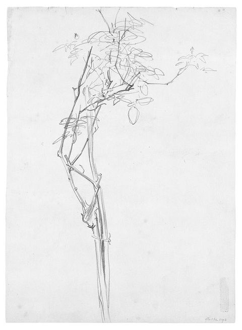 Drawing. A vertical rose branch with leaves at the top is loosely sketched on white paper.